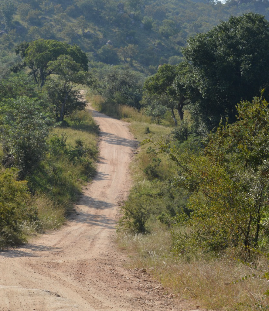 Not All Noises Are Bad: A Lesson from Kruger Park